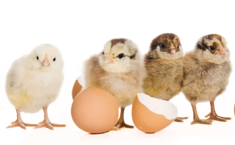 chicks-hatch