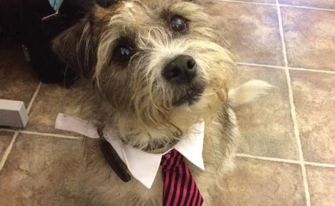 Pet of the month Feb 2018 - Lou