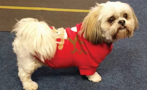 Pet of the month May 2018