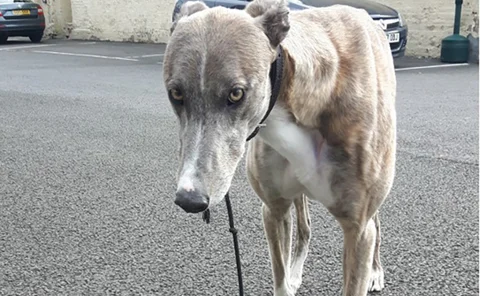 Smartie, Cheviot Insured's office dog