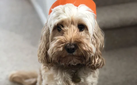 Mollie the Cockapoo