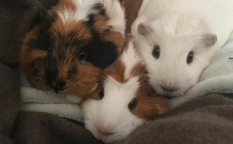Three guinea pigs 