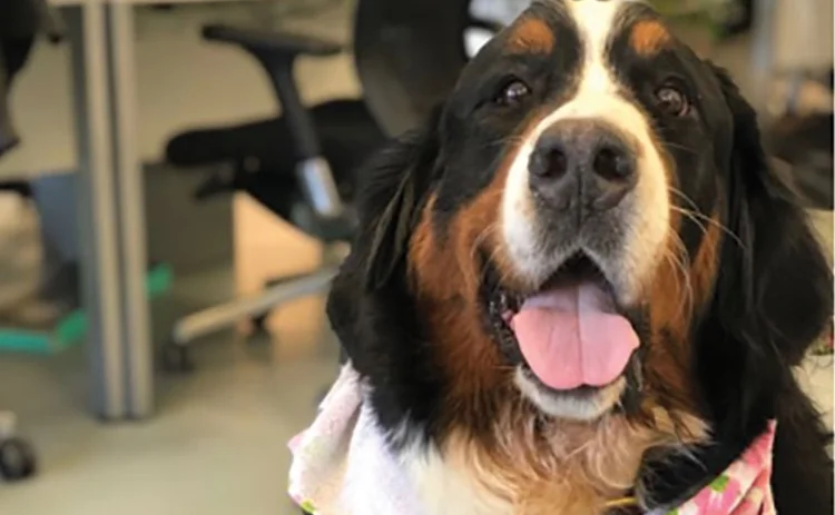 Sophie, Zego’s office dog