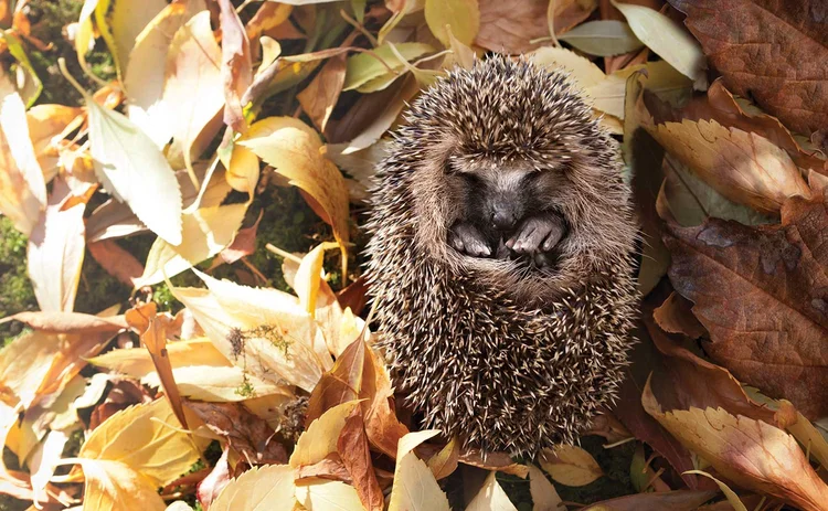 hedgehog hibernation