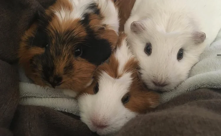 Three guinea pigs 