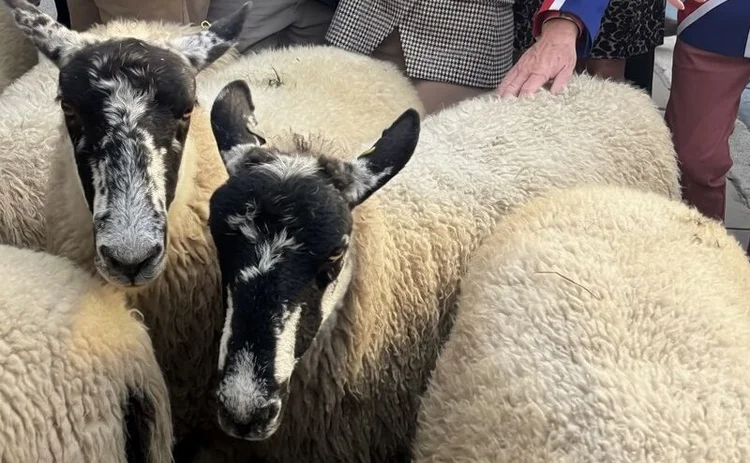 Yasmin Carter-Esdale with some sheep