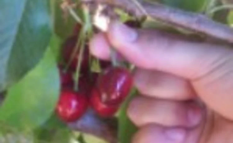 cherry-picking-large-jpg
