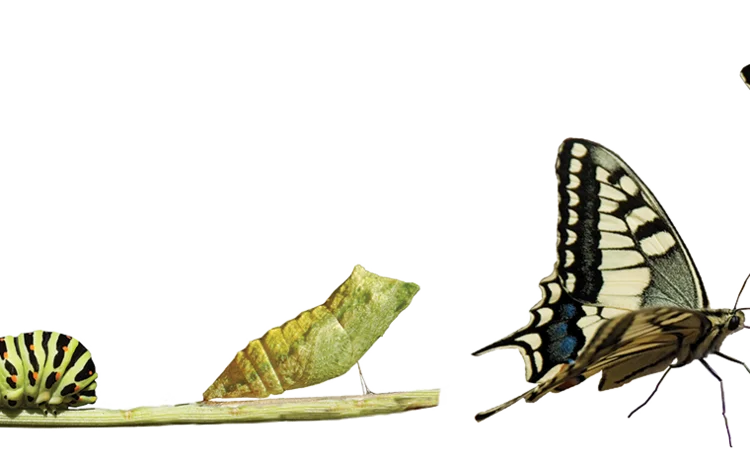 catepillar-butterfly-changing