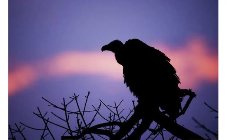 silhouette-lone-vulture-in-tree-at-dusk-lilac-pink-sky