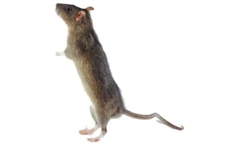 rat