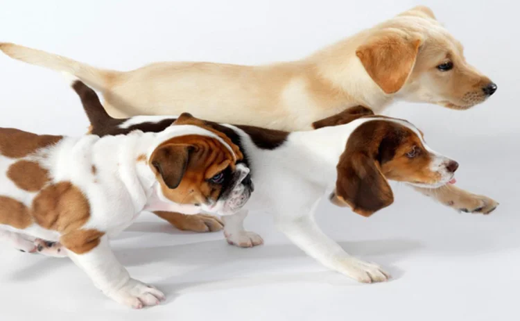 dogs-australia-quadrant