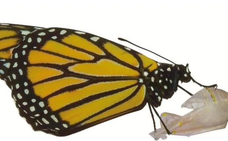 Chrysalis to butterfly