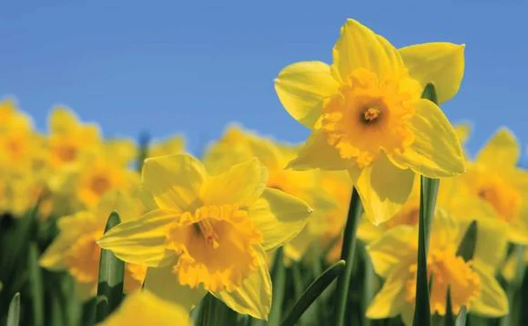 daffodils-spring