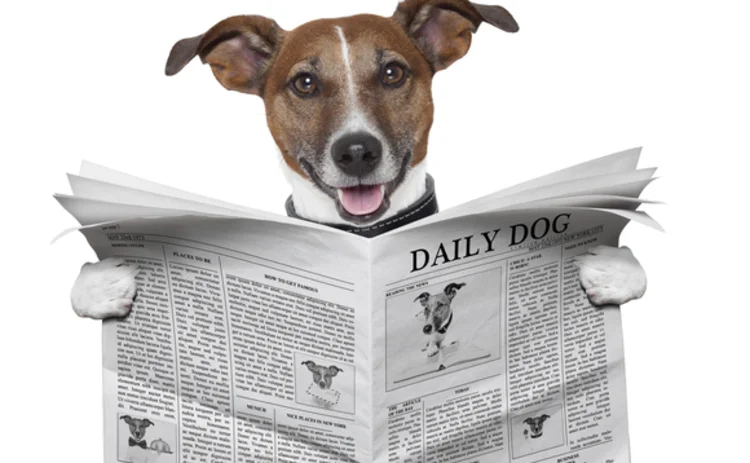 A dog reading the Daily Dog