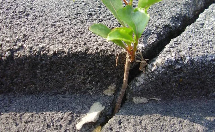 A budding plant growing in a pavement crack