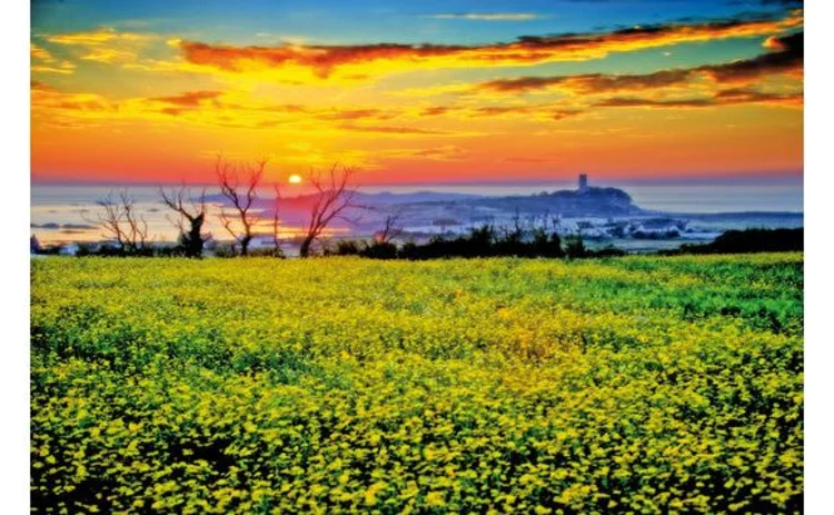 guernsey-landscape-looking-across-field-of-yellow-flowers-to-sea-and-sunset