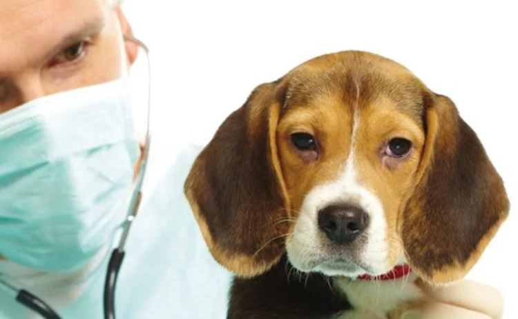 Vet examining a dog