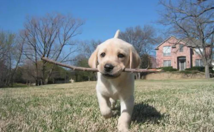 Dog Fetch Delicious Discovery Engine