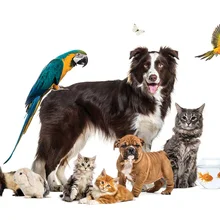 pets