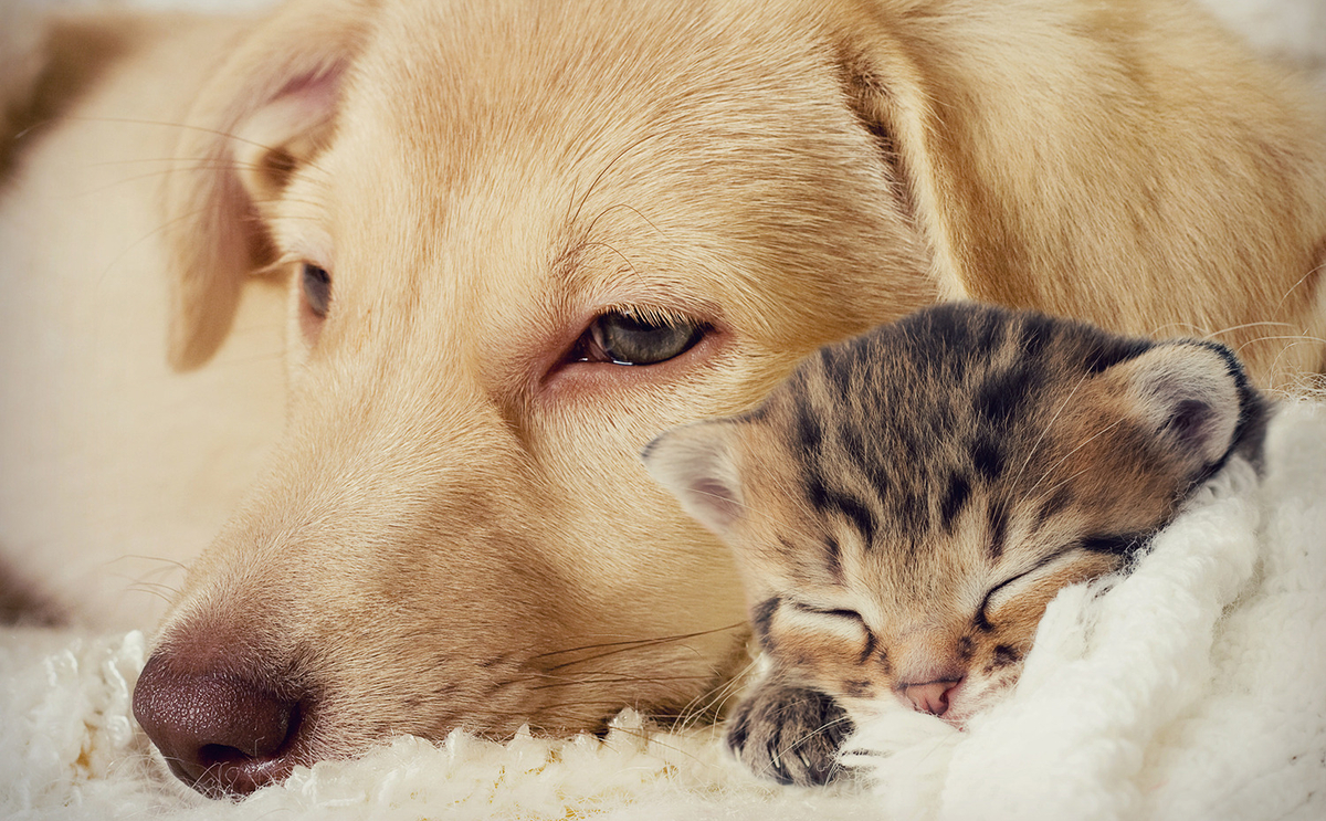 GRP enters pet market as it bolsters digital broker Insync with deal - Vimarsana News