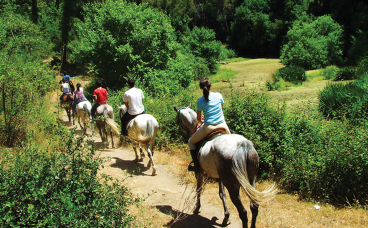 SEIB buys Greenwood Moreland Insurance Brokers' equine book Insurance Age